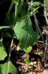 Florida tassleflower